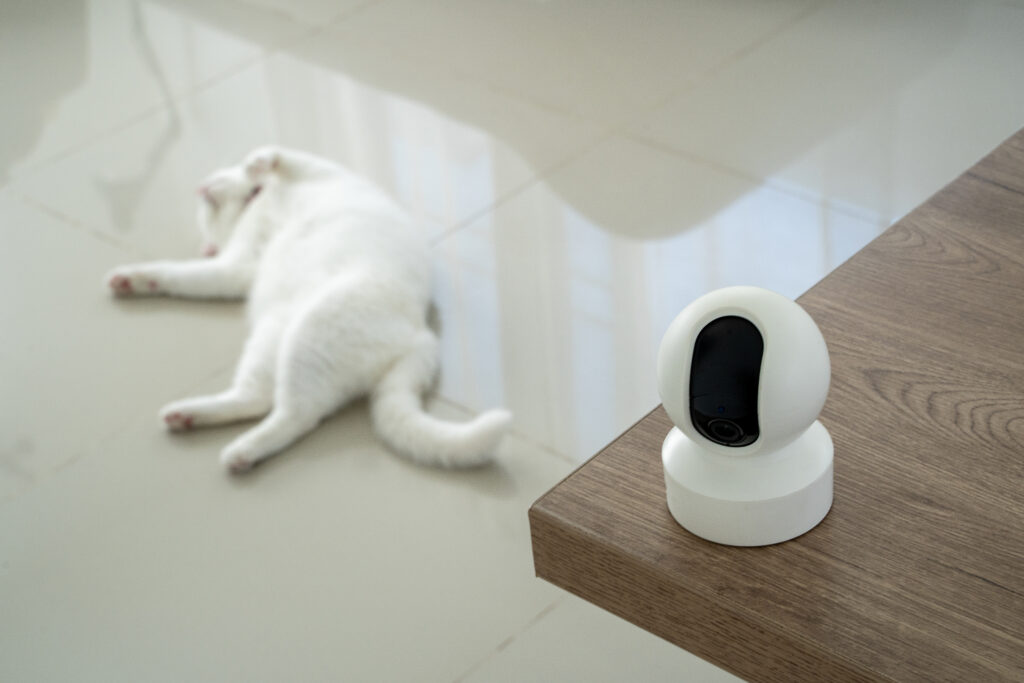 animaux de compagnie